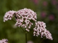 Valleriana officinalis Kozłek lekarski